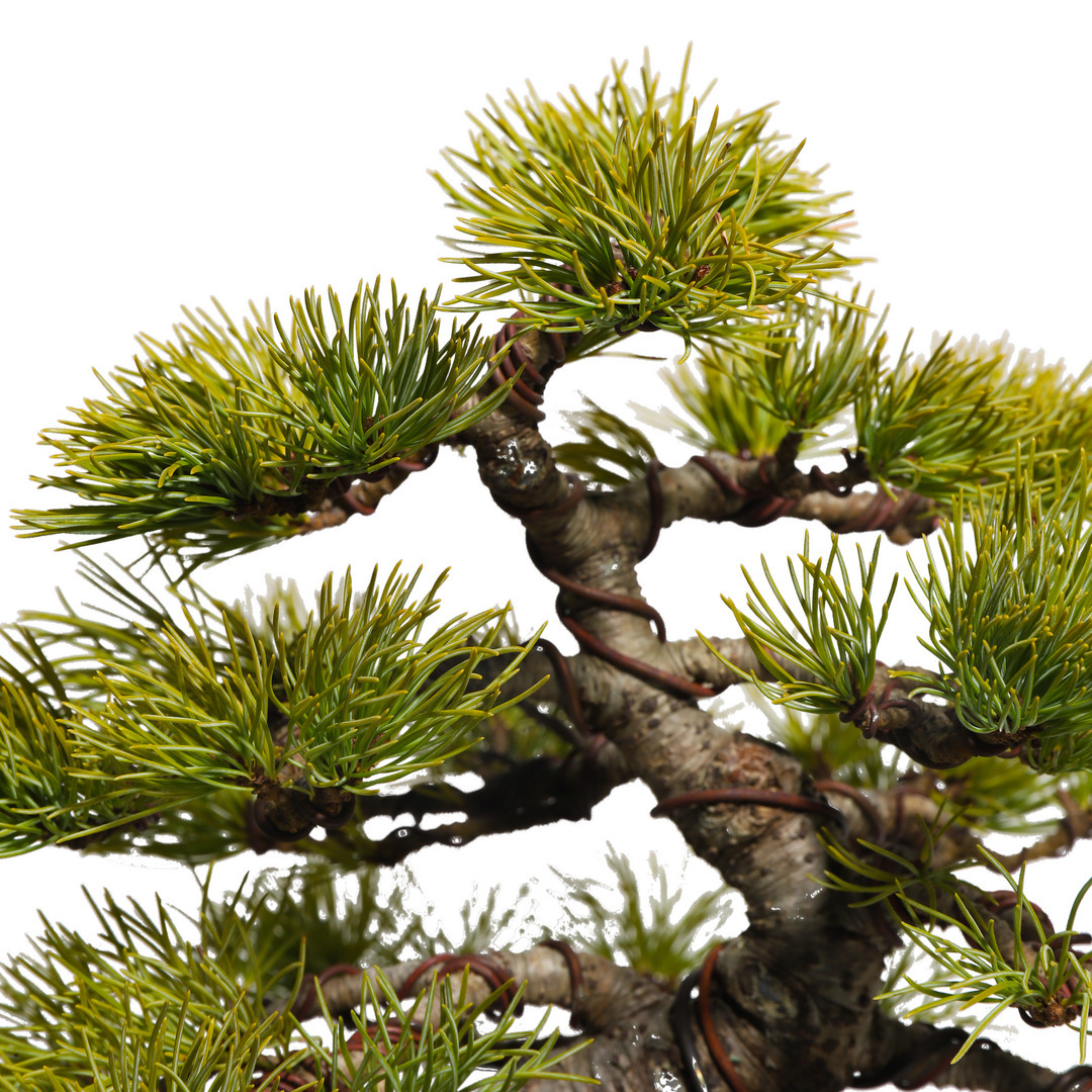 五葉松　Japanese White Pine 山秋手造り丸鉢 五葉松 -Japanese white pine- （推定樹齢35年）-M0001-｜TRADMAN'S